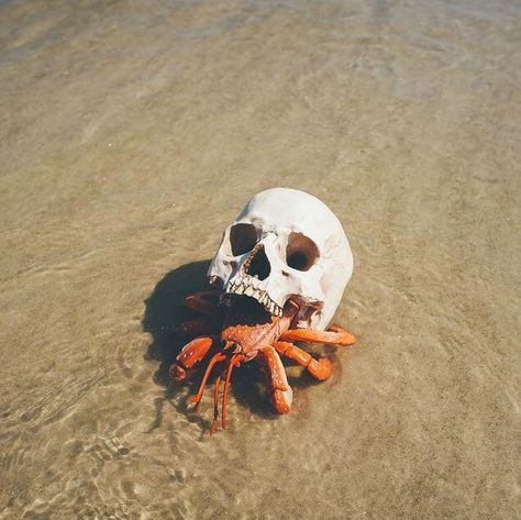 That moment when you see a hermit crab with a skull crawling out of the ocean. - 9GAG Perfectly Timed Photos, Hermit Crab, Human Skull, A Skull, 영감을 주는 캐릭터, 귀여운 동물, Nature Photos, Sea Creatures, Crab