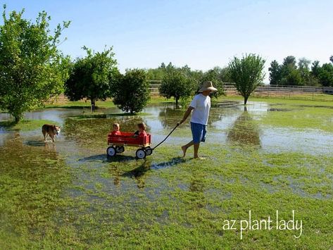 Irrigation Valve, Youngest Sister, Sliding French Doors, Double S, Snow Melting, Garden Design Layout, Gardening 101, Desert Garden, Flood Zone