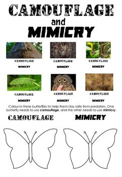 Camouflage and Mimicry Worksheet • Science Review Activity Animal Adaptations Experiments, Camouflage Activities, Butterfly Worksheet, Zoo Education, Zoo Activities, Close Reading Passages, Nature Education, Animal Adaptations, Science Articles