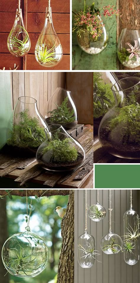 September and Sun: Hanging Terrariums: An Unexpected Way to Display Plants {Indoors & Outdoors} Hanging Terrarium, Green Zone, Air Plant Terrarium, Deco Nature, Indoor Gardens, Plant Ideas, Garden Terrarium, Terraria, Succulent Terrarium