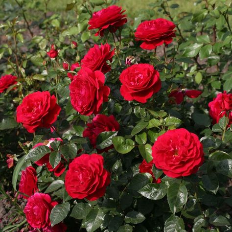 Jackson & Perkins on Instagram: “Roses are some of the world’s most rewarding plants, but many of them can be susceptible to foliar diseases like rust, powdery mildew, and…” Floribunda Rose, Floribunda Roses, Growing Roses, Hybrid Tea Roses, Planting Roses, Rose Bush, Easy Garden, Tea Roses, Landscape Projects