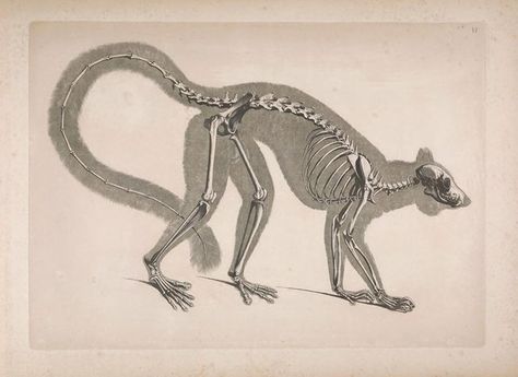 Madagascar the planet of fantastic animals part 1: The Ring-tailed Lemur — Steemit Monkey Skeleton, Natural Illustration, Drawing Vintage, Creepy Vintage, Animal Skeletons, Skeleton Illustration, Spider Monkey, Animal Anatomy, Skeleton Bones