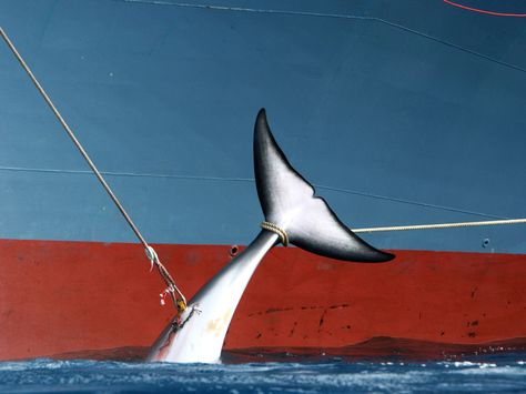 Japan announced this week that it would resume hunting minke whales in defiance of an international moratorium. Why? Minke Whale, Fin Whale, International Court Of Justice, Save The Whales, Southern Ocean, Boat Painting, Blue Whale, In The Ocean, Whales