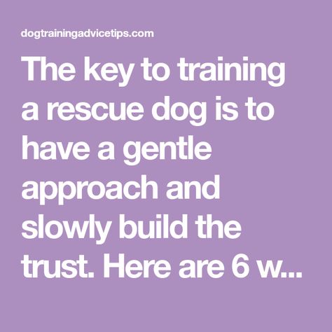 The key to training a rescue dog is to have a gentle approach and slowly build the trust. Here are 6 ways you can use to train your rescue dog. How To Train A Rescue Dog, Dog Training Advice, Crate Training, Shake Hands, Good Buddy, Positive Reinforcement, Canine Companions, Dog Trainer, Large Animals