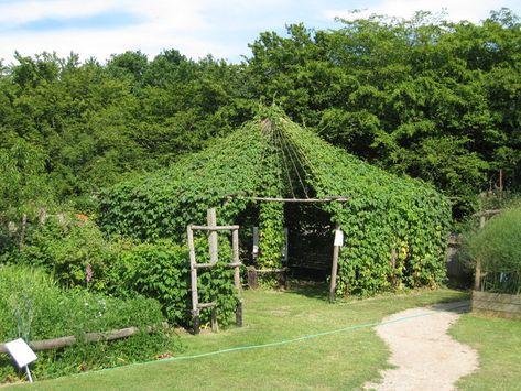 Hops Canopy Pergola Vines, Hops Trellis, Hops Plant, Canopy Architecture, Nursery Canopy, Backyard Canopy, Wedding Canopy, Garden Canopy, Diy Canopy