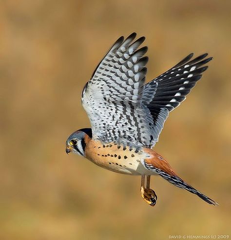 Kestrel Falcon, Raptor Bird Of Prey, David Hemmings, Raptors Bird, American Kestrel, Hawaii Wall Art, Birds In The Sky, Jay Bird, Kestrel