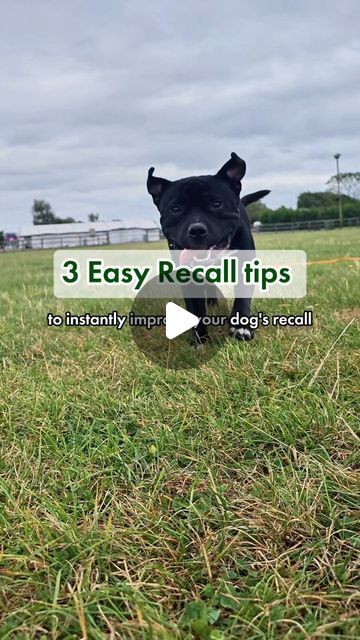 Josh | Dog Training & Behaviourist on Instagram: "3 Easy recall tips ⤵️

1. Obvious, but use a long line in the early stages to guarantee 💯 they are returning 100% of the time 

2. Don't be static. STATIC IS BORING. With all the distractions in the environment, mix it up and be worth coming back to! Every dog has a favourite reward. Find yours and be consistent! 

3. Try the food drop game as shown in the video this can be a very effective game to increase their recall 💪

Stay consistent. Make it fun. Practice often. 

Follow for more 👌

#dogtraining #dogtrainingtips #dogtrainingadvice #dogrecall" Dog Recall, Dog Training Advice, Be Consistent, Stay Consistent, Dog Info, Dog Training Tips, The Environment, Dog Days, Follow For More