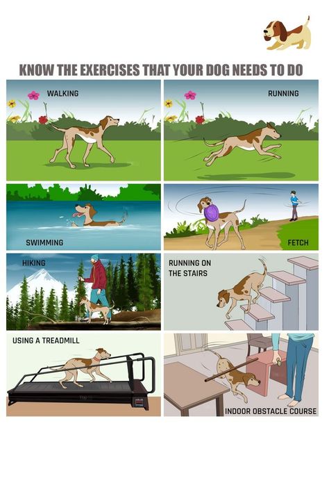 Dog Exercise Ideas, Dog Brand, Dog Leg, Dog Needs, Dog Health Tips, Exercise Ideas, Dog Things, Notes Ideas, Dog Exercise