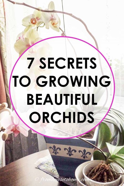 Orchid Care: 7 Surprising Things You Didn't Know About Growing Phalaenopsis orchids | Orchids Landscaping For Beginners, Orchid Potting, Orchid Propagation, Caring For Orchids, Planting Chart, Orchids Care For Beginners, Phalaenopsis Orchid Care, Gardening Tomatoes, Perennials Flowers