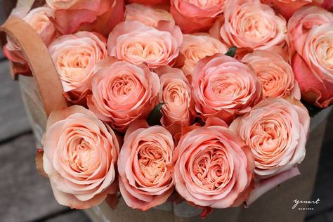 Kahala Rose, Salmon Flowers, Memorial Wreath, Chelsea Market, Open Rose, Flower Guide, Arrangement Ideas, Garden Types, Cut Flower Garden