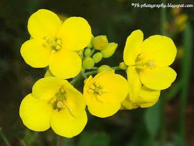 Mustard Seed Plant, Wild Mustard, Canola Flower, Mustard Plant, Seed Dispersal, Foraging Recipes, Mustard Flowers, Edible Wild Plants, Herb Pots