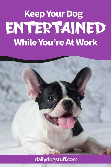 Dog Boredom Busters While At Work, How To Keep Your Dog Entertained, Dog Entertainment, Excited Dog, Plush Dog Bed, Colorful Hairstyles, Easy Pets, Dog Enrichment, Group Of Dogs