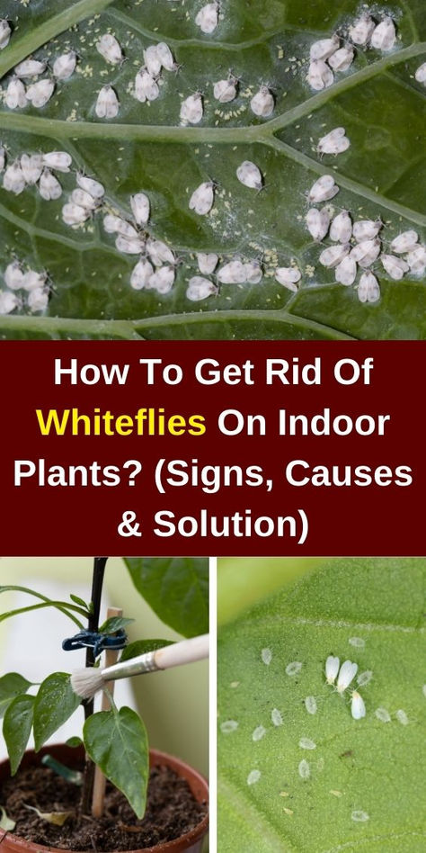 Discover effective strategies on how to get rid of whiteflies on indoor 
plants! Learn to identify signs of infestation, understand the causes, and 
explore natural remedies and pest control methods. Keep your plants healthy 
and thriving by tackling whitefly problems head-on. Perfect for indoor 
gardening enthusiasts! Plant Signs, White Flies, Indoor Gardening, Pest Control, Indoor Garden, Natural Remedies, Indoor Plants, House Plants, Signs