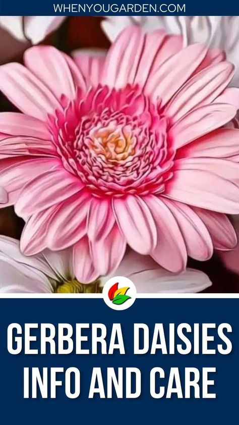 Gerbera daisies are easy to grow and provide lots of gorgeous blooms throughout the summer and early fall. Learn everything you need to know about growing them and how to care for them. #whenyougarden Gerbera Daisy Care, Flower Species, Most Popular Flowers, Gerbera Daisies, Fall Care, Gerber Daisies, Fertilizer For Plants, Plant Diseases, Flower Care