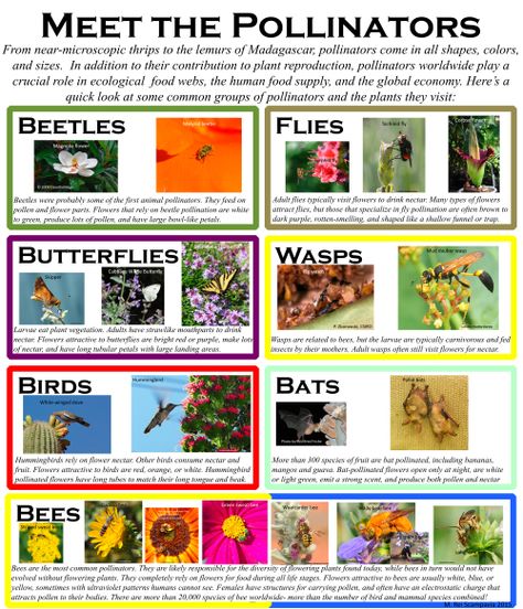 Meet the Pollinators Pollinator Lessons For Kids, Pollinators For Kids, Pollinator Activities For Kids, Pollinator Activities, Pollinators Poster, Insects For Kids, Animal Infographic, Preschool Garden, Forest School Activities