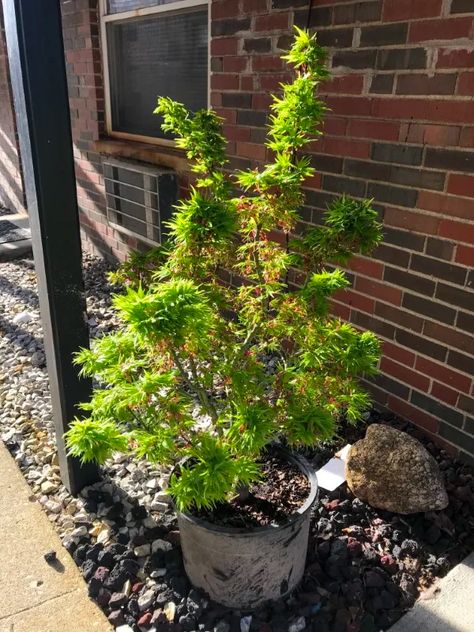 Mikawa Yatsubusa Japanese Maple (7 Caring and 4 Propagating Tips) 2 Mikawa Yatsubusa Japanese Maple, Mikawa Yatsubusa, Rooting Hormone, Japanese Maple, Late Winter, Organic Matter, Growing Tree, Plant Growth, Drought Tolerant