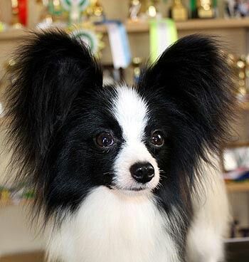 Krystal's Frankly My Dear Papillion Puppies, Papillon Dog Puppy, Dog Haircut, Papillon Puppy, Deliverance Prayers, Dog Haircuts, Papillon Dog, Puppies And Kitties, Smart Dog