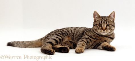 Cat Lying Down Reference, Cat Positions, Cat References, Female Cat, Cat Anatomy, Cat Obsession, Cat Reference, Cat Pose, Free Worksheets