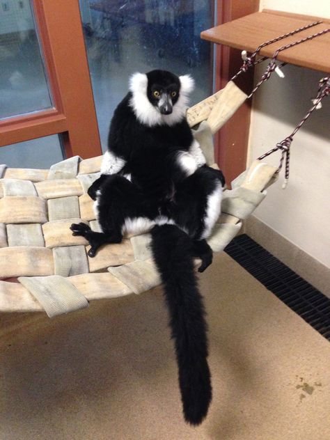 Lemur Enrichment, Monkey Enrichment, Primate Enrichment, Red Ruffed Lemur, Ruffed Lemur, Zoo Enrichment, Enrichment Projects, Animal Enclosures, Animal Enrichment