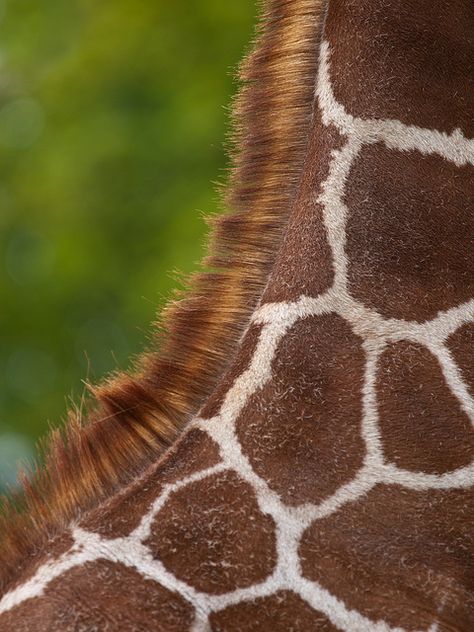 Giraffe Neck, Giraffe Art, Baby Giraffe, Giraffe Print, Boutique Chic, Animal Skin, Giraffes, Patterns In Nature, Zebras