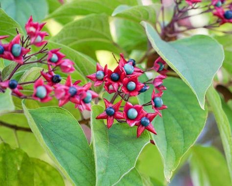 Clerodendrum trichotomum,Harlequin Glorybower, Peanut Butter Tree, Japanese Clethra, Flowering Shrubs, Fragrant shrub, White flowers, Blue Fruits, Purple Fruits, Hydrangea Arborescens Annabelle, Purple Clematis, Butterfly Tree, Fragrant Garden, Hummingbird Garden, Blue Fruits, Fast Growing Trees, Organic Soil, Herbaceous Perennials