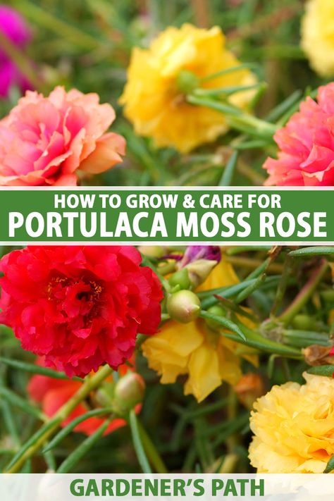 Moss Rose Planting Ideas, Moss Roses In Containers, Moss Rose Garden Ideas, Moss-rose Purslane, Moss Roses, Ponds Ideas, Rose Moss, Benefits Of Vegetables, Growing Moss