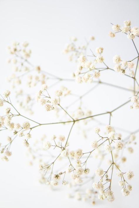 Shadow Silhouette, White Cherry Blossom, Bowling Bag, Close Up Photography, Pink And White Flowers, White Picture, White Image, Background Pictures, White Wallpaper