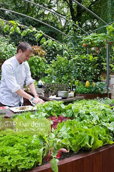 Chef Andrew Nutter prepares food in outdoor kitchen using salad leaves and herbs from edible living wall - Freshly Prepped by Aralia, sponsored by Pawley and Malyon, Heather Barnes, Attwater and Liell - Silver Flora medal winner for Courtyard Garden at RHS Chelsea Flower Show 2009 Chefs Garden, Action Board, Courtyard Gardens, Rhs Chelsea Flower Show, Salad Leaves, Food Forest, Plant Photography, Cooking Chef, Wall Garden