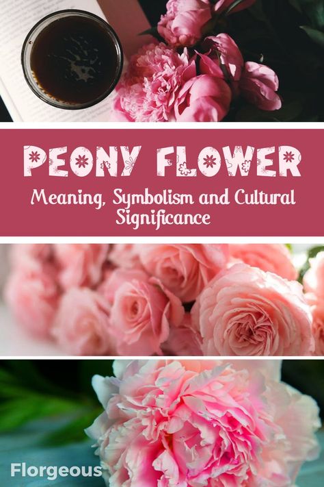 Peony Flower Meaning, Symbolism, and Cultural Significance Peony Magical Properties, Peony Symbolism, Spiritual Herbalism, Peony Flower Meaning, Types Of Peonies, Peony Meaning, Peony Flower Tattoos, Peony Bush, Peony Root