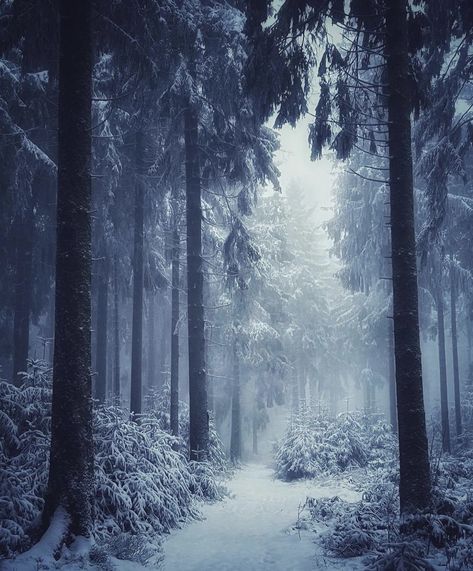 The Stolen Heir, Stolen Heir, Snowy Woods, Mountains Aesthetic, Snow Forest, Painting Snow, Night Forest, Snowy Forest, Misty Forest