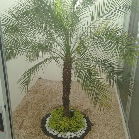 Palmera rubelina con duranta y piedra de rio Visual Search, Creative Gardening, Backyard Garden Design, Private Garden, Small Gardens, Dream Garden, Horticulture, Backyard Garden, Instagram Pictures