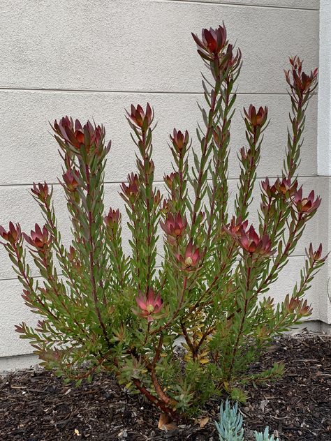 Protea Garden, Communal Garden, Curb Appeal Garden, Garden Cactus, Australian Natives, Australian Native Garden, Desert Bloom, Drought Tolerant Garden, Succulent Landscaping