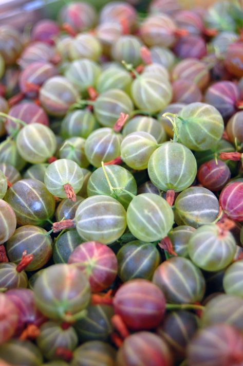 Gooseberry Tart, Gooseberry Recipes, Gooseberry Jam, Types Of Berries, Berry Garden, Gooseberry Patch, Growing Fruit Trees, Fruit Photography, Eat The Rainbow