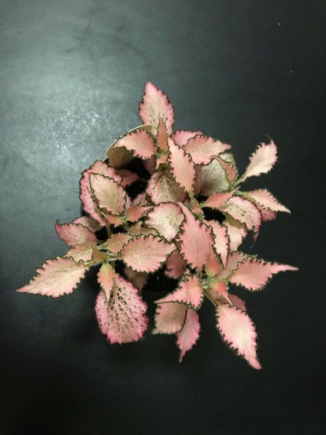 Nerve Plant, Plant Wishlist, Pink Forest, Nerve, House Plants, Seeds, Plants, Flowers, Green