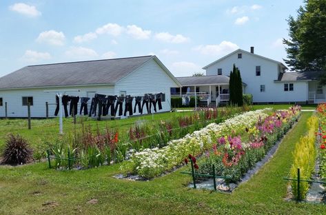 Amish Living, Grape Arbor, Ranches Living, Amish House, Amish Culture, Amish Farm, Front Yard Landscaping Diy, Amish Community, Farm Lifestyle