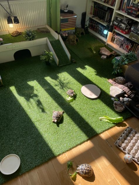 Inside Turtle Habitat, Tortoise Cage Ideas, Tortoise Tank Ideas Indoor, Indoor Tortoise Habitat, Tortoise Tank Ideas, Indoor Tortoise Enclosure Diy, Tortoise Enrichment, Russian Tortoise Care, Tortoise Enclosure Indoor