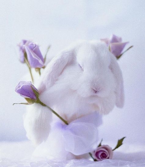 . Purple Easter, Purple Bunny, Holland Lop, Easter Colors, Purple Backgrounds, Sweet Animals, Chow Chow, Spring Colors, Cuteness Overload