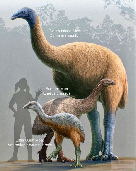 Pleistocene Animals, Extinct Birds, Extinct Species, Land Animals, Prehistoric Wildlife, Fantasy Ideas, Prehistoric World, Jurassic World Dinosaurs, Ancient Animals