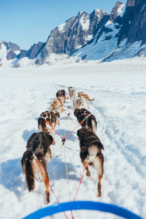 Alaska Dog Sledding, Dream Activities, Alaska Aesthetic, Alaskan Dog, Darby Stanchfield, Alaska Dog, Moving To Alaska, Charles Melton, Find Joy In The Journey