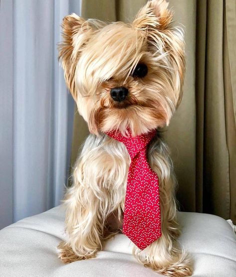 16 Stylish Hairstyles for Your Yorkshire Terriers - The Paws Yorkie Puppy Haircuts, Yorkie Pictures, Yorkshire Terrier Grooming, Yorkshire Terrier Haircut, Dog Print Tattoo, Puppy Sketch, Yorkie Terrier, Stylish Hairstyles, Popular Dog Breeds