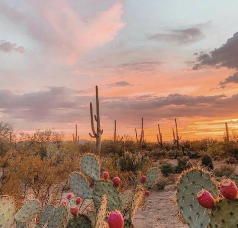 Wallpaper Collage, In The Desert, The Desert, Cactus Plants, Arizona, The Sun, Cactus, Log In, Log