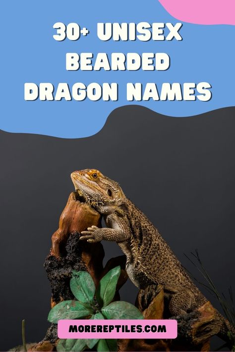 Give your new pet the perfect name with our list of unisex bearded dragon names! Names For Bearded Dragons, Bearded Dragon Names Ideas, Unisex Names List, Bearded Dragon Names, Dragon Ideas, Best Names, Bearded Dragon Cute, Dragon Names