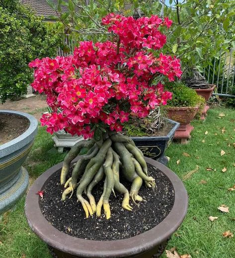 Tips To Grow And Care Desert Rose Succulents Desert Rose Plant Landscaping, Dessert Plants, How To Care For Desert Rose Plant, Dessert Rose Plant, Desert Rose Care, Desert Roses Succulent, Desert Rose Bonsai, Pets Food, Desert Roses