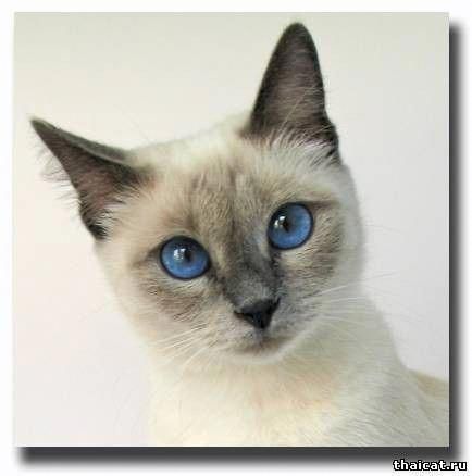 Siamese Beauty! #catsite Siamese Cats Blue Point, Blue Point Siamese, Pretty Blue Eyes, Siamese Kittens, Blue Point, Cat Club, Cat Names, Siamese Cats, Beautiful Cat