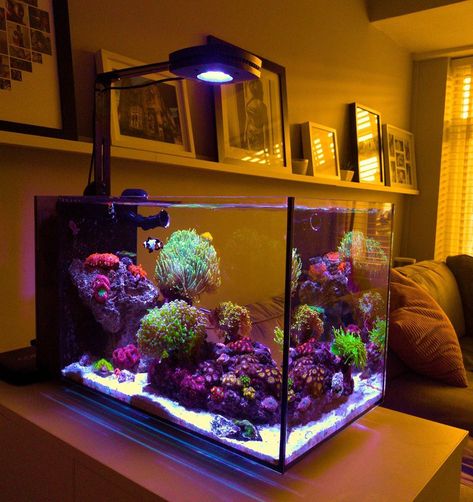 Small Reef Tank, Nano Reef Tank Aquascaping, Cool Fish Tank Ideas, Saltwater Tank Setup, Reef Tank Design, Coral Reef Tank, Reef Tank Aquascaping, Saltwater Aquarium Setup, Yellow Tang