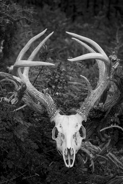 Hollow Heathens Aesthetic, Hollow Heathens, Skull Reference, Book Vibes, Baba Jaga, Half Elf, Animal Skeletons, Vulture Culture, Animal Skull