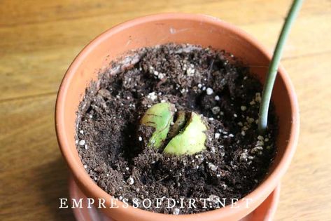 How to Grow an Avocado from Seed (Easy Method) | Empress of Dirt Planting Avocado Seed In Pot, How To Start An Avocado Plant From Seed, Starting Avocado From Seed, Growing Avocados, Grow Avocado From Seed, Avocado From Seed, Avocado Plant From Seed, Avocado Seed Growing, Crab Rangoons