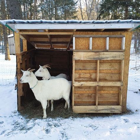 From raising goats, I know how to keep them happy. It starts by giving them a perfect shelter and we have suggestions for inspiring goat sheds just for you. Diy Goat Shelter, Goat Playground, Goat Shed, Livestock Shelter, Goat Shelter, Goat Pen, Small Goat, Goat House, Goat Care