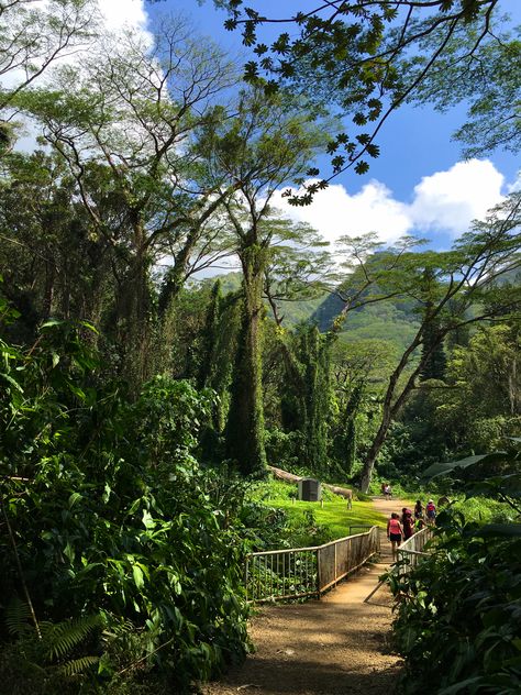 Path to Manoa Falls, #Oahu. #Hawaii. Manoa Falls Oahu, Purple Suitcase, Manoa Falls, Hawaii Ideas, Oahu Vacation, Hawaiian Travel, Hawaiian Homes, Travel Hawaii, Moving To Hawaii