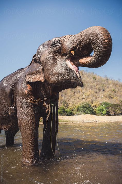 Water For Elephants Aesthetic, Elephant Drinking Water, Riding An Elephant, Swim With Elephants, Safari Elephant, Coffee Stock, Elephant Landscape Photography, Elephant Love, Drinking Water